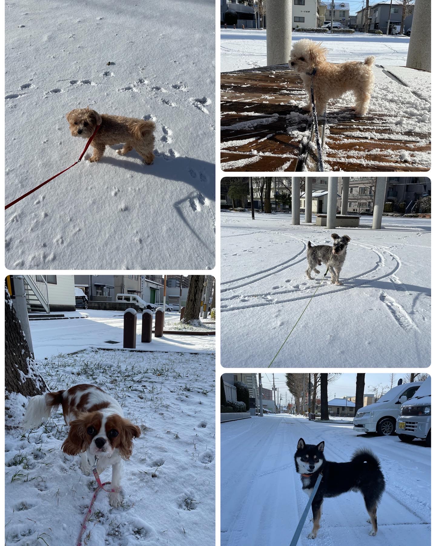 お正月中の🎍❄️☃️ホテルワンちゃん