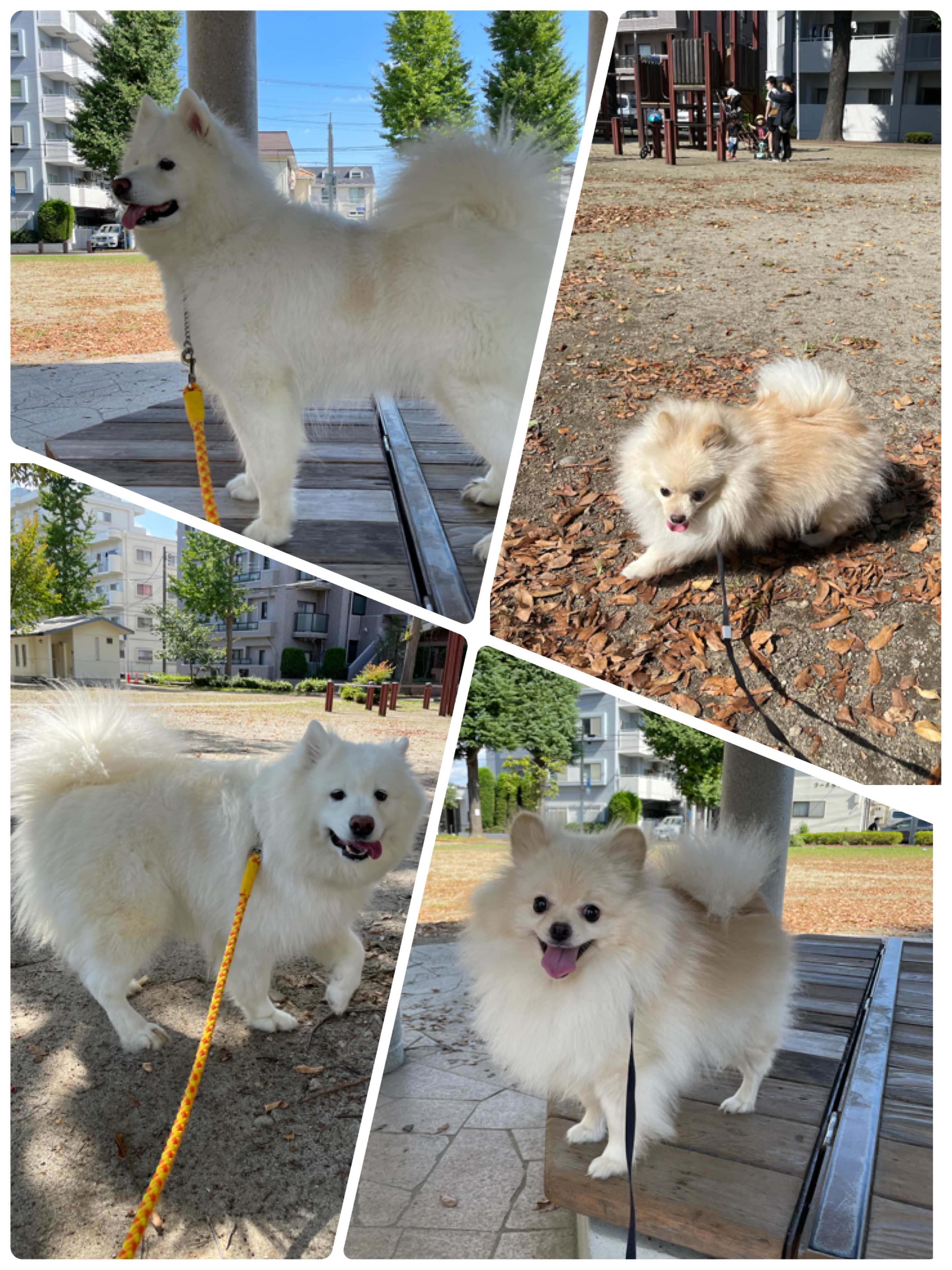 ホテルのワンちゃん🐶🌳🌲お散歩