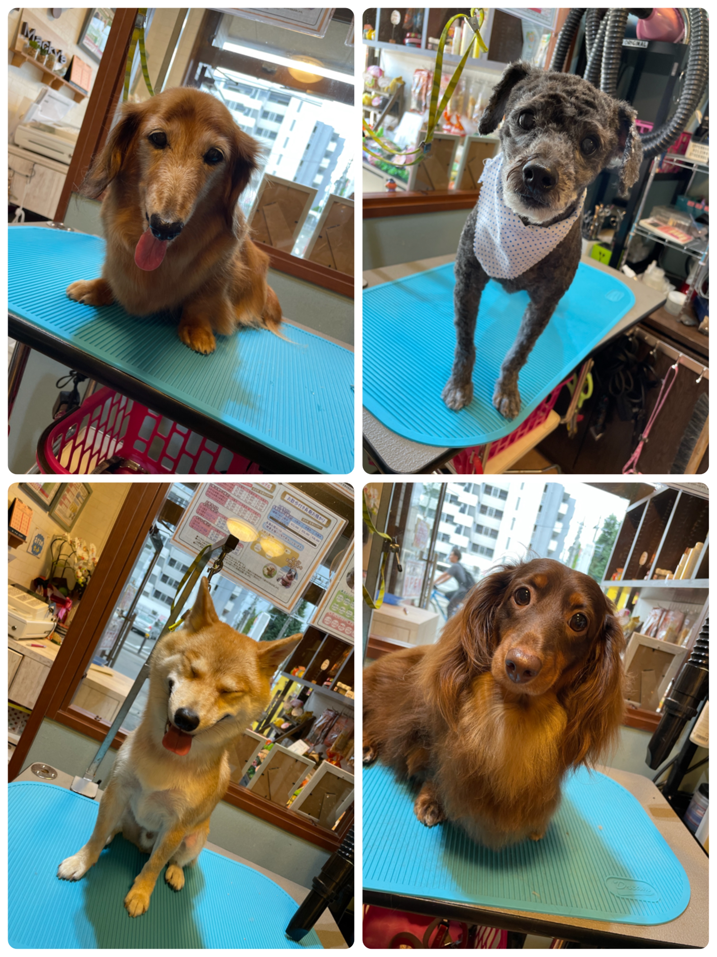 サロンコースご利用のワンちゃん💈🐶💕