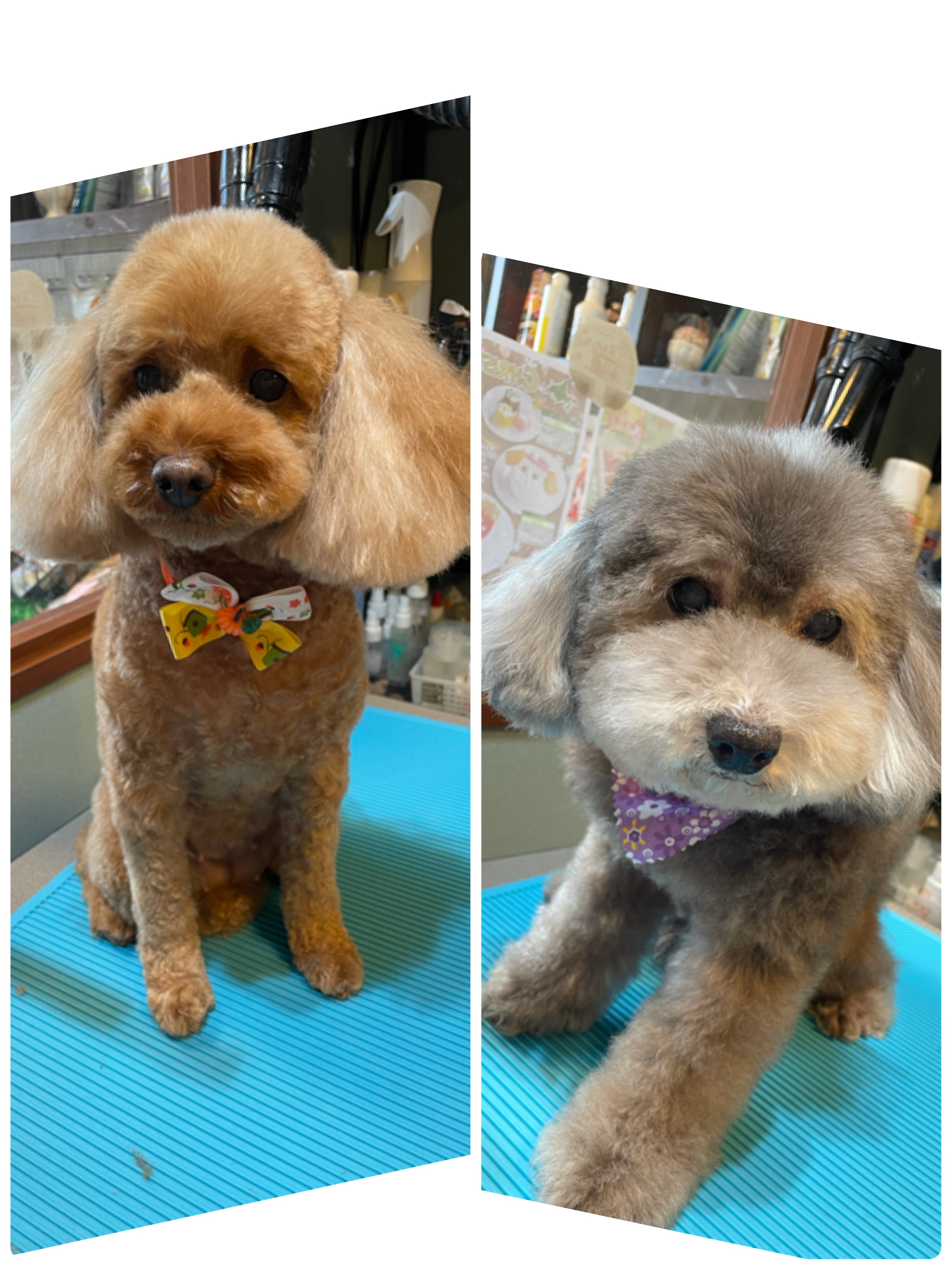 サロンワンちゃん🐶💈