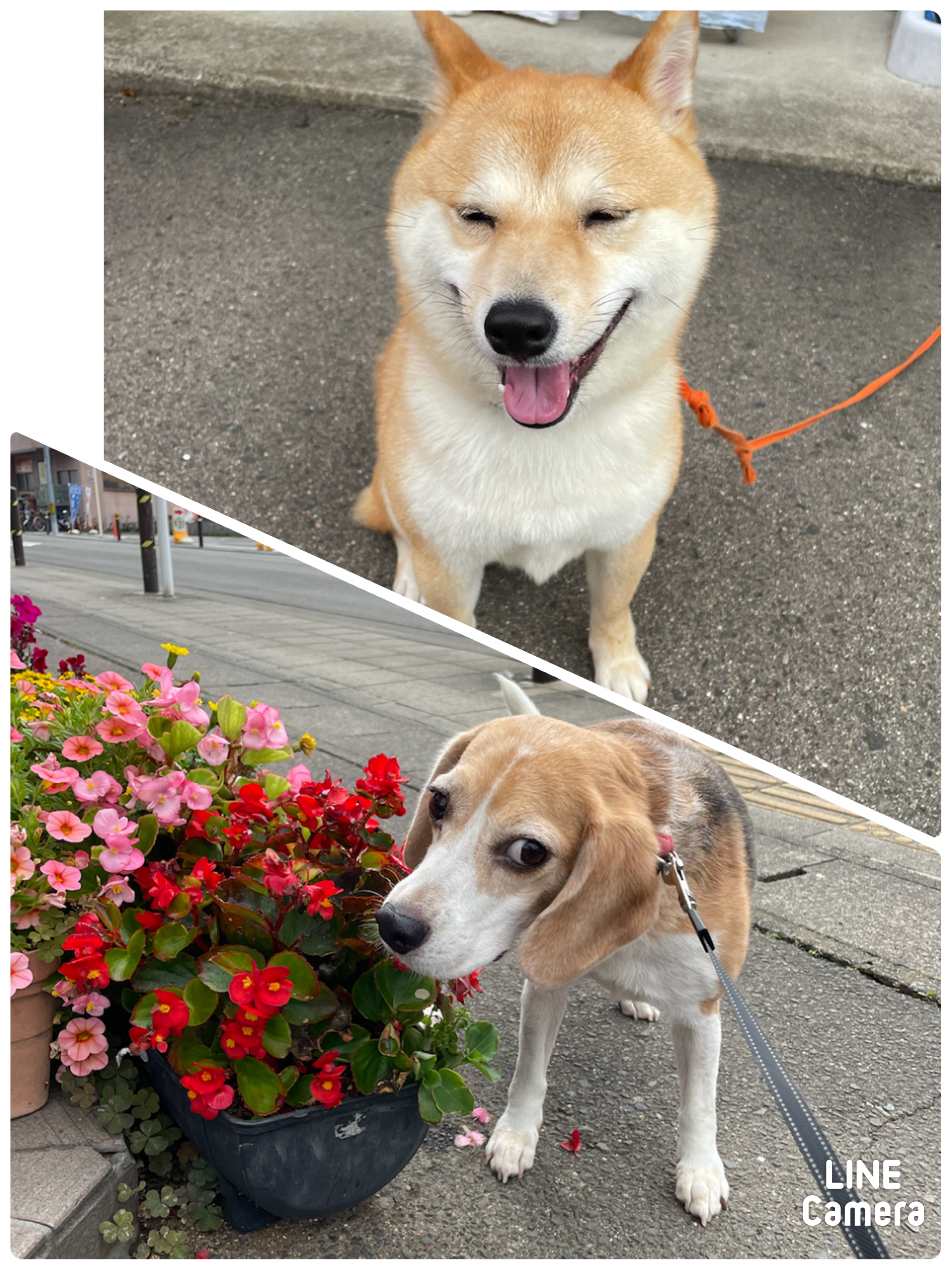 お散歩ホテルワンちゃん🐶🌳🌙⭐️