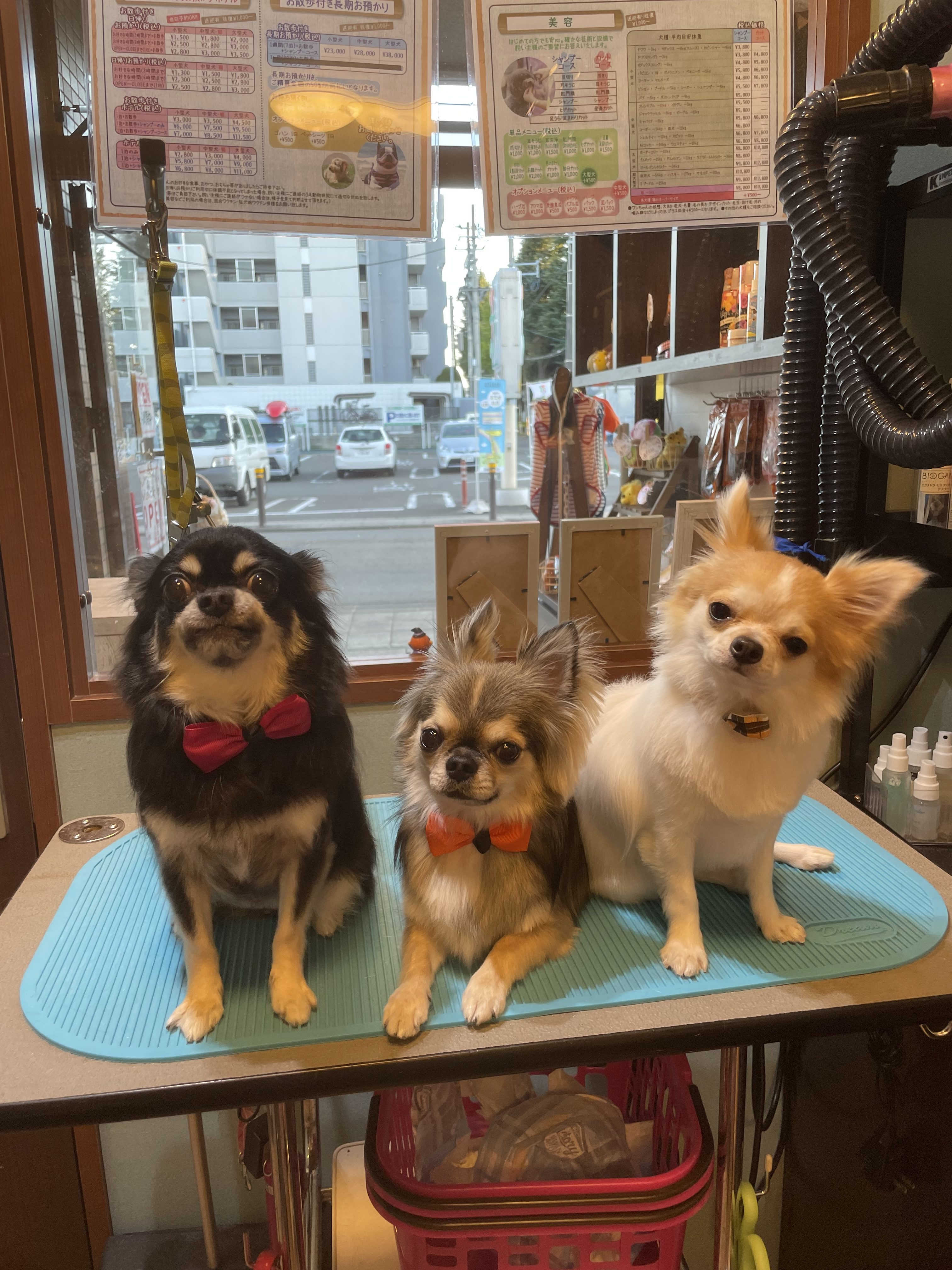 サロン🐶💈ワンちゃん