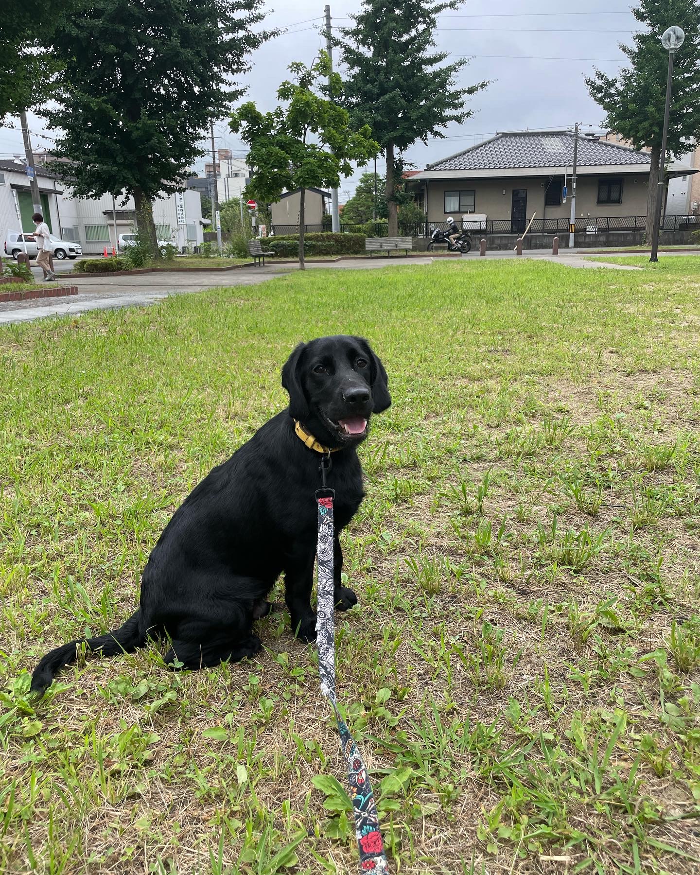 お散歩ホテルワンちゃん🐶🌳🌙⭐️