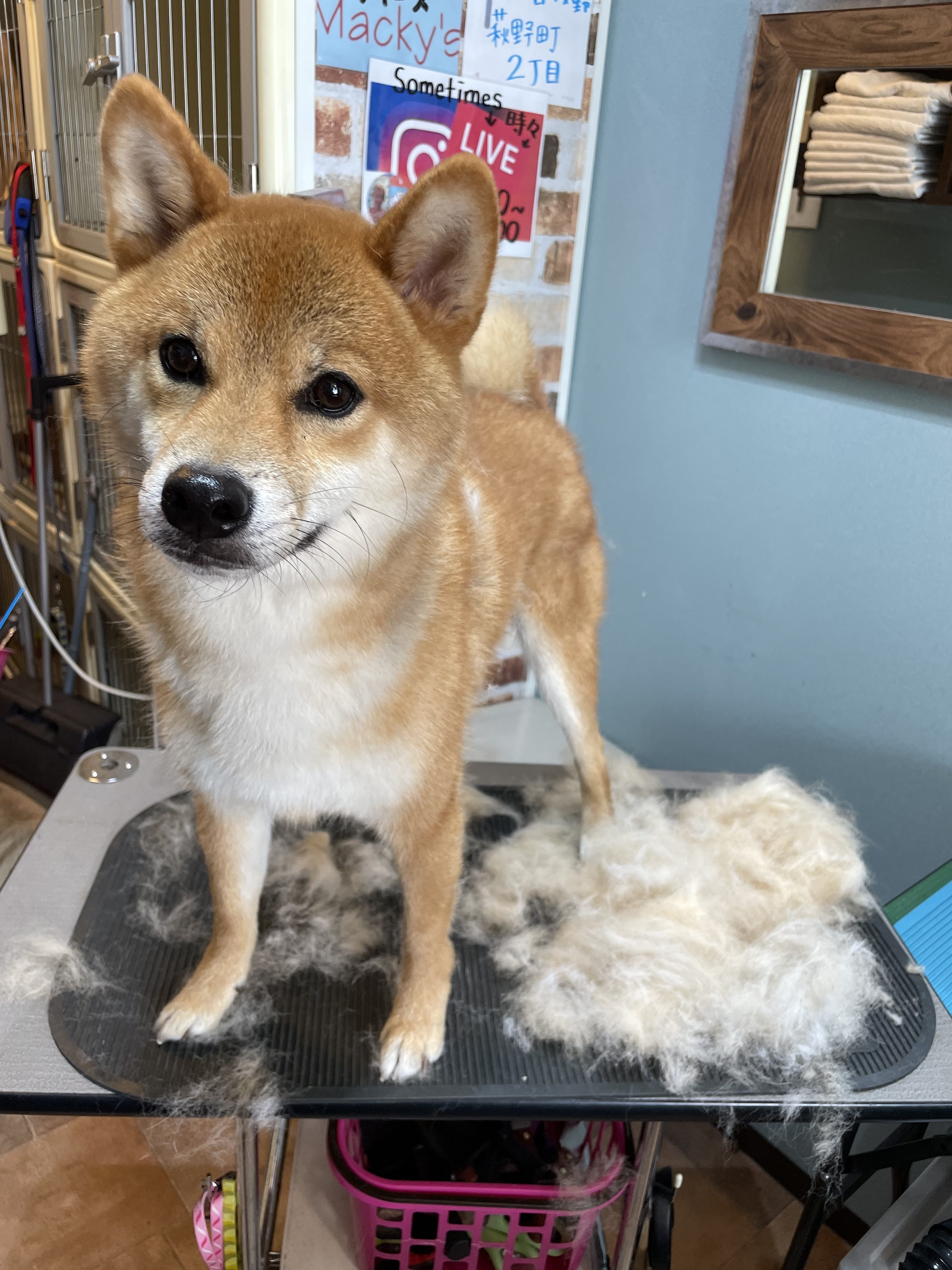 サロンワンちゃん🐶💈💕抜け毛処理